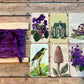 Gift Wrap Set - PLUM Vintage Violets
