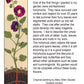 Hollyhock Scarf