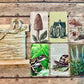 Gift Wrap Set - BUTTERMILK, Garden