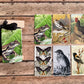 Gift Wrap Set - Black Frog