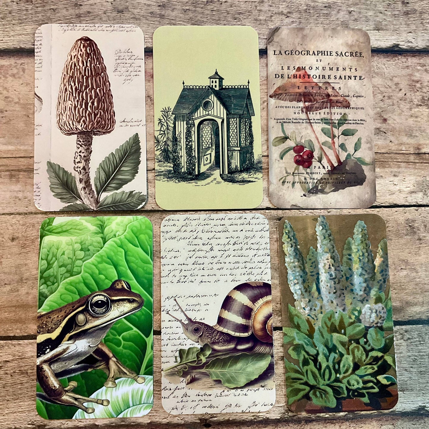 Gift Wrap Set - BUTTERMILK, Garden